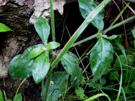 Silene alba